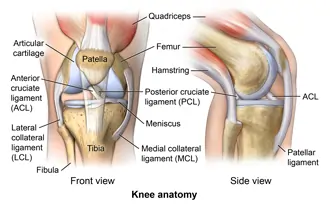 Knee joint with Ligaments