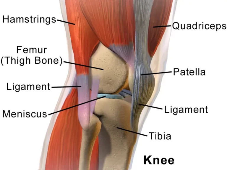 Knee joint with muscles