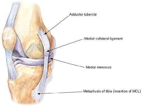 Medial Collateral Ligament of the Knee joint attachment