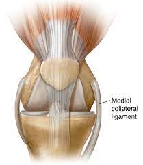 Medial Collateral Ligament of the Knee joint