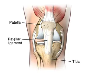 Patellar ligament