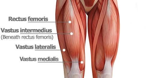 Extensors muscle of the knee