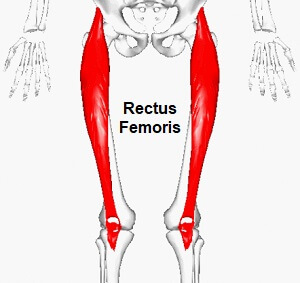 Rectus Femoris