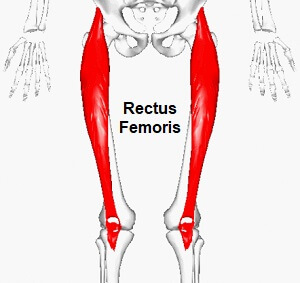 Rib cage - Anatomy, Structure, Function, Development