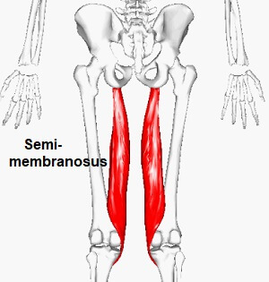 Semimembranosus