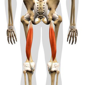 Knee joint with muscles - Anatomy, Function | Samarpan Physio.