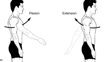shoulder flexion and extension
