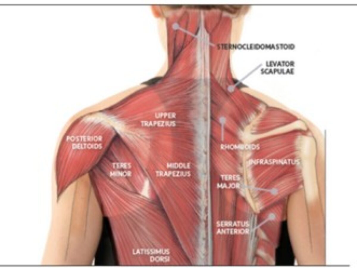 back neck and shoulder muscles