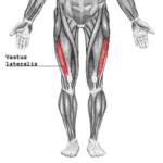 vastus lateralis location Archives - Samarpan Physiotherapy Clinic