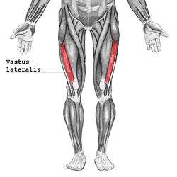 Vastus Lateralis