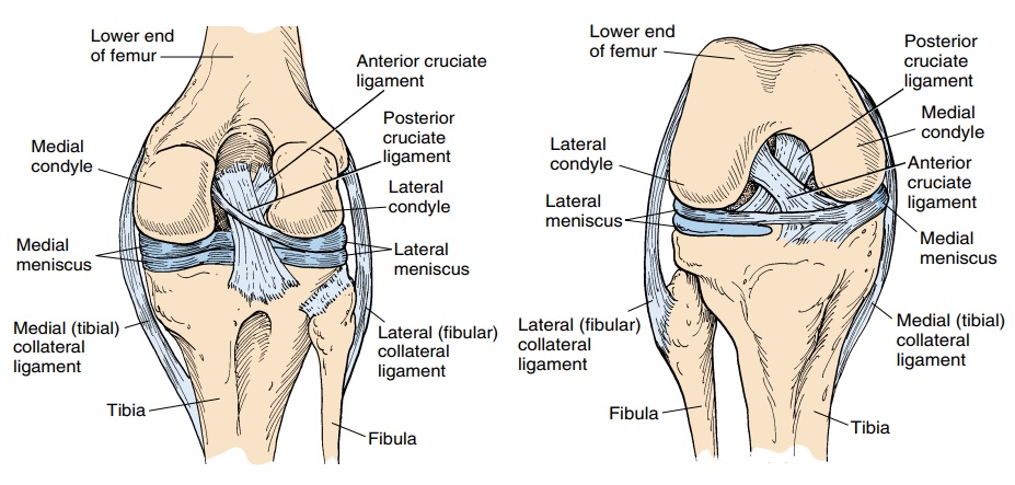 Ligaments of the knee joint