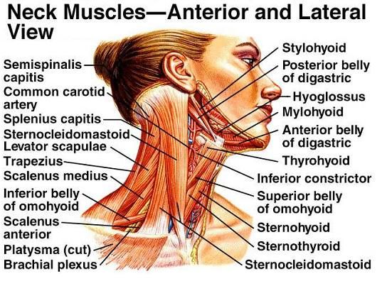 Anterior and Lateral neck muscle