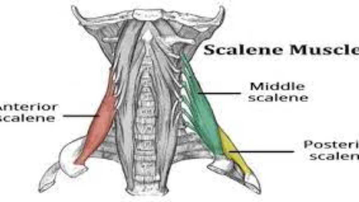 middle scalene