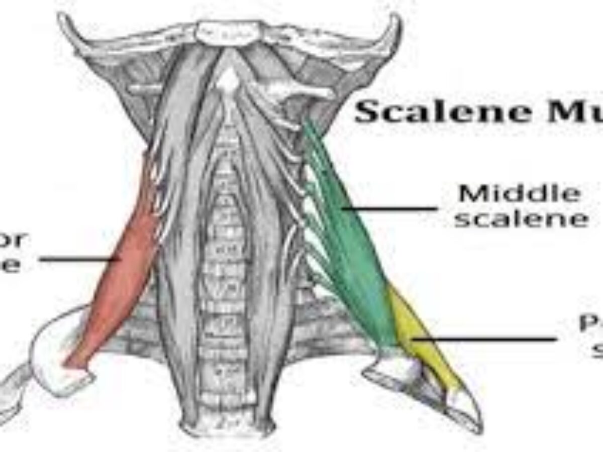 scalene muscles model