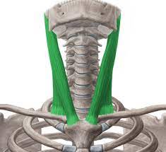 Sternocleidomastoid Muscle - Origin, Insertion, Function, Exercise