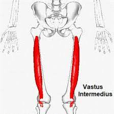 vastus intermedius 