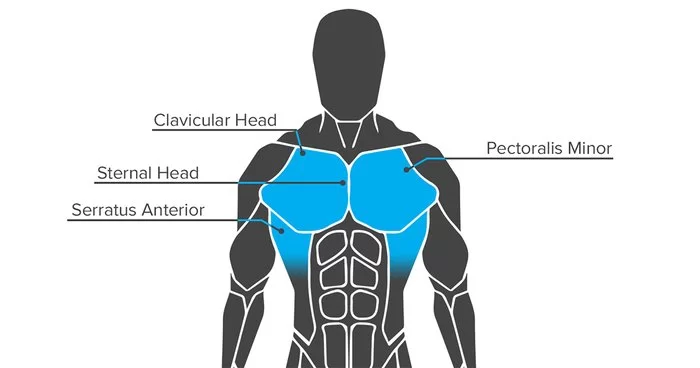 Missing chest muscle please help : r/Anatomy