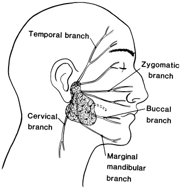Facial nerve