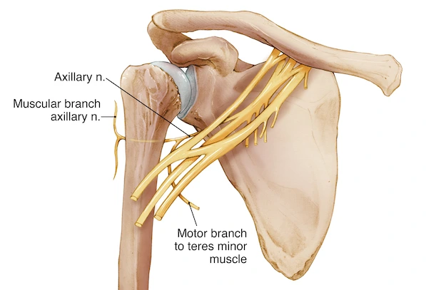 Axillary Nerve Origin Course Structure Function