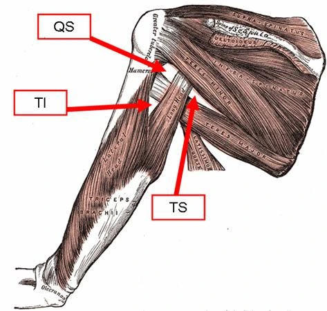 Axillary Quandrangular space