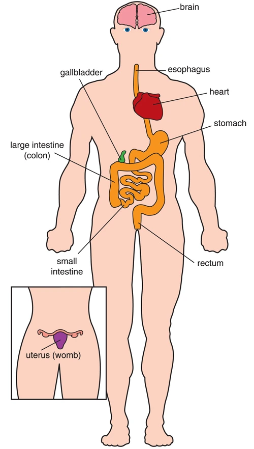 MMD effects on internal organs