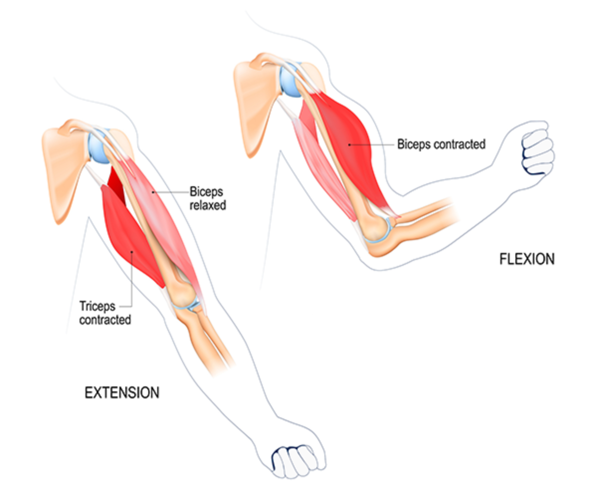 Bicep Muscles Anatomy Bicep Muscles Anatomy