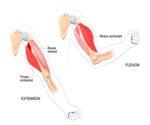 Muscle Spasm In Arm - Cause, Symptoms, Treatment, Exercise