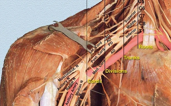 brachial-plexus anatomy
