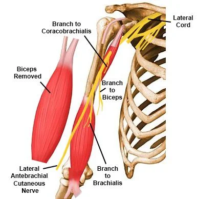 musculocutaneus nerve