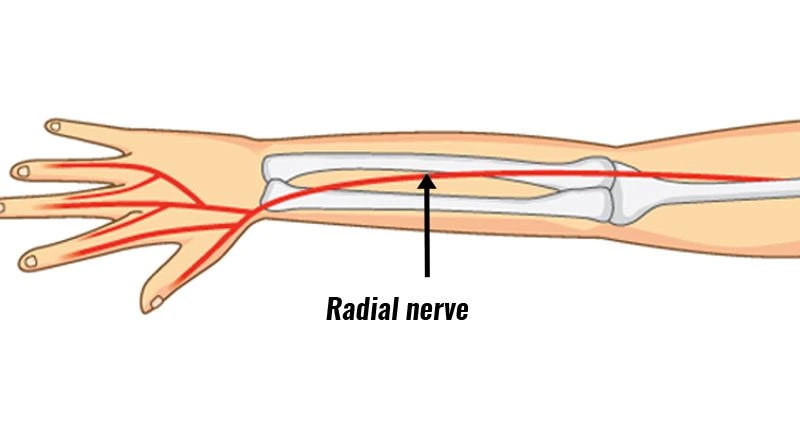 radial nerve