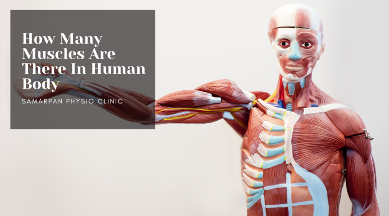 how-many-muscles-are-there-in-human-body