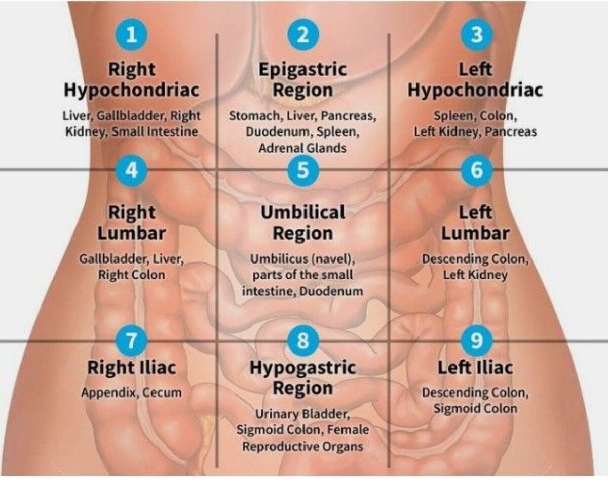 Abdomen Diagram Quadrants