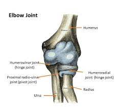 elbow complex