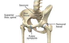 hip joint