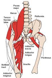 muscle of the hip joint