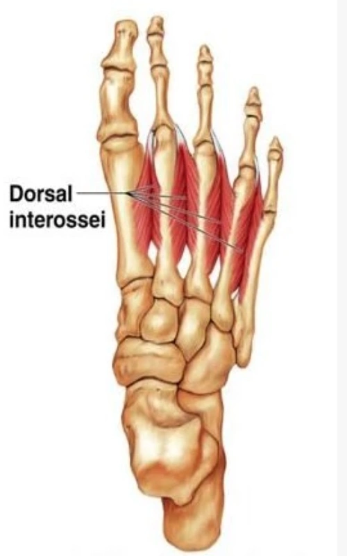 Dorsal interossei Muscle