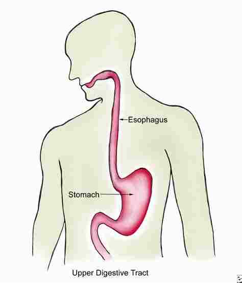 Upper gastrointestinal tract