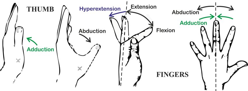 Range of Motion exercise of fingers