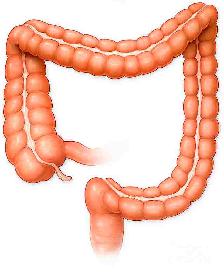 Large intestine