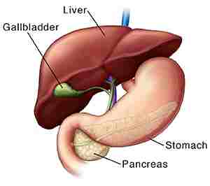 Liver structure