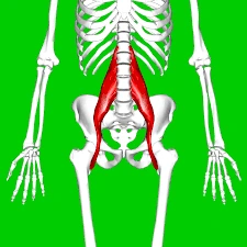 psoas major muscle