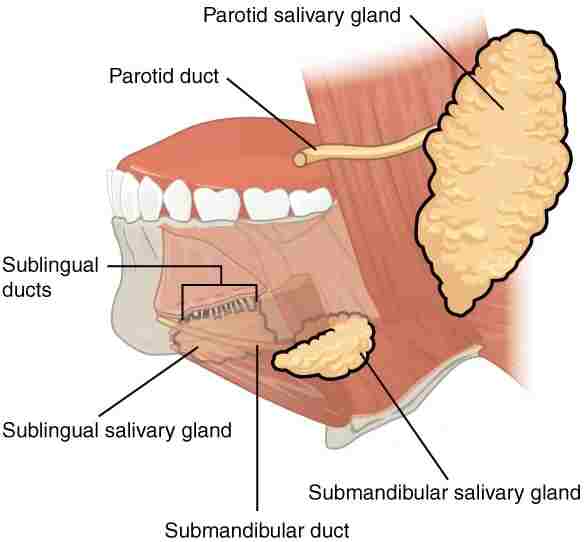 Salivary gland