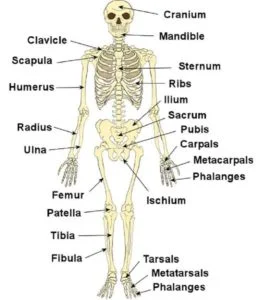 Skeleton System - Anatomy, Function, Upper Limb, Lower Limb