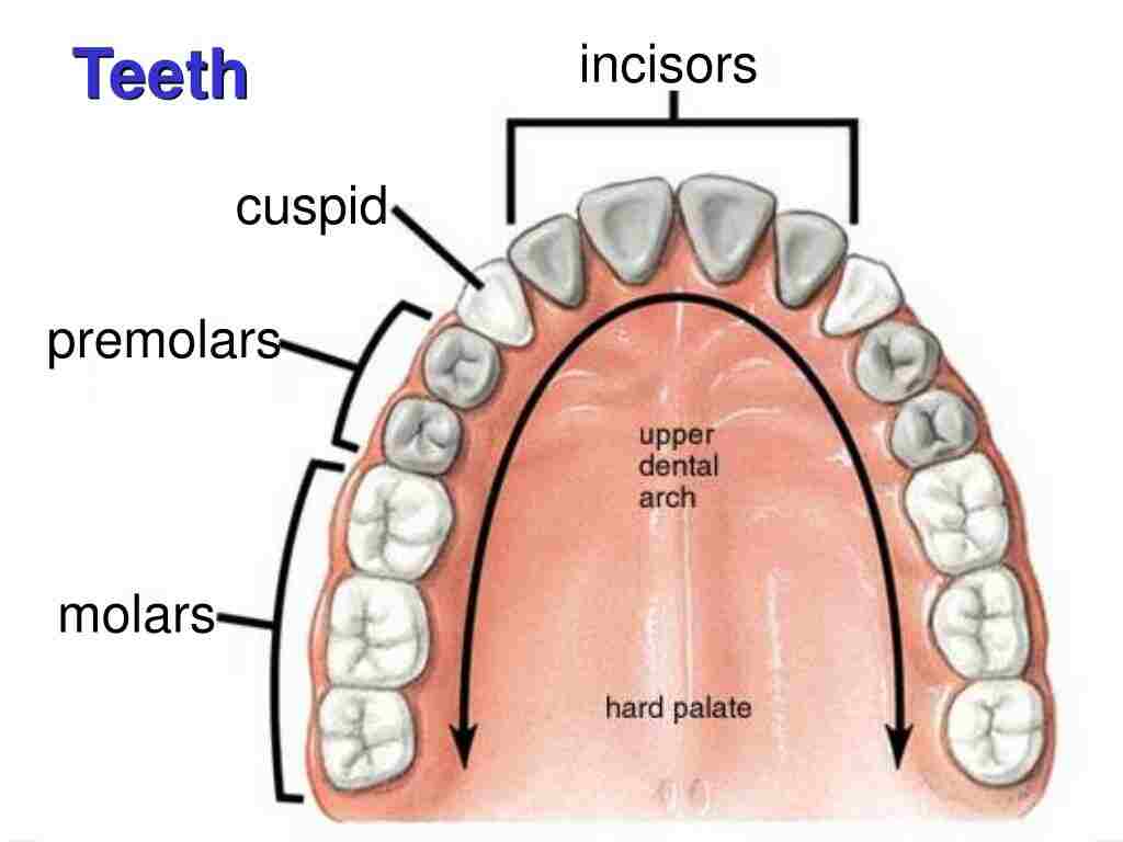 Teeth