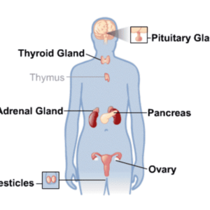 Endocrine System - Function, Organs - Samarpan Physio