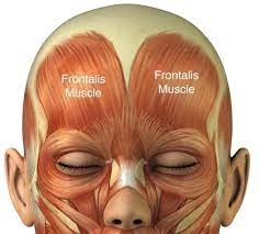 what is the main function of the frontalis muscle