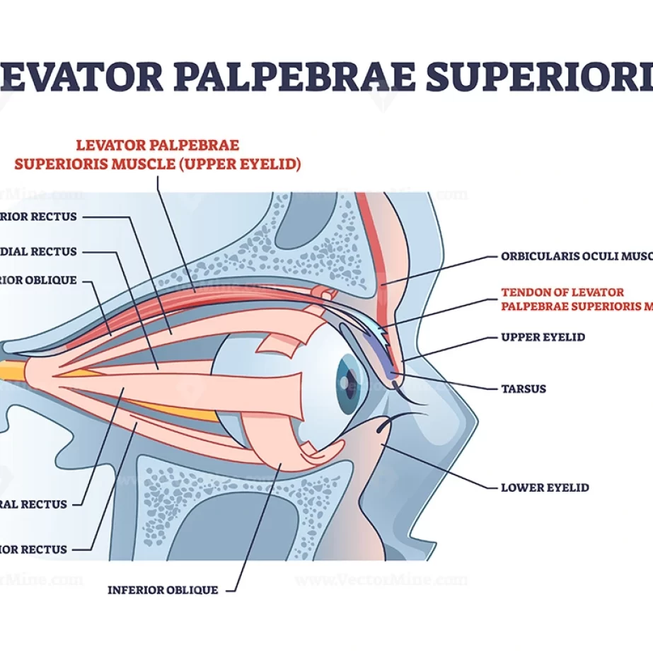 Levator palpebrae superioris muscle Origin Insertion Function