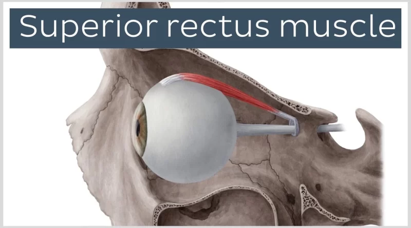 Superior Rectus Muscle Function Archives Samarpan Physiotherapy Clinic Ahmedabad 1044