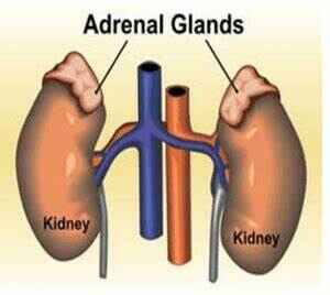 Adrenal glands