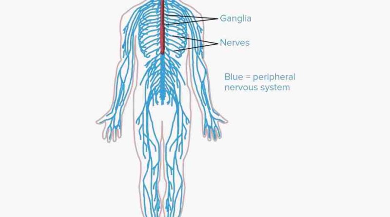 Nervous System Parts Archives SAMARPAN PHYSIOTHERAPY CLINIC AHMEDABAD